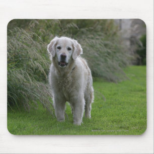 Guld- Retrieverspring 2 Musmatta