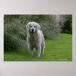 Guld- Retrieverspring 2 Poster