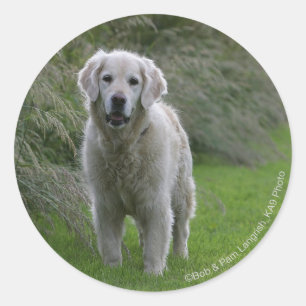 Guld- Retrieverspring 2 Runt Klistermärke
