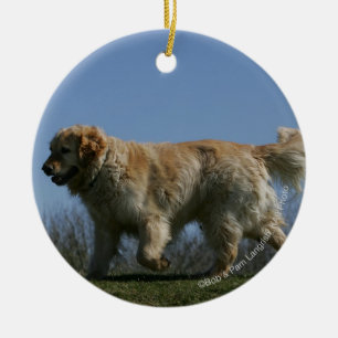 Guld- Retrieverspring 3 Julgransprydnad Keramik