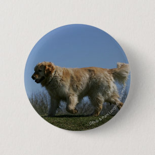 Guld- Retrieverspring 3 Knapp