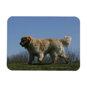 Guld- Retrieverspring 3 Magnet