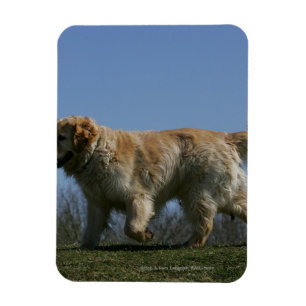 Guld- Retrieverspring 3 Magnet