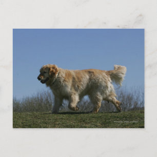Guld- Retrieverspring 3 Vykort