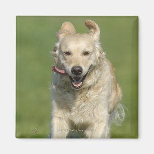 Guld- retrieverspring till och med äng magnet