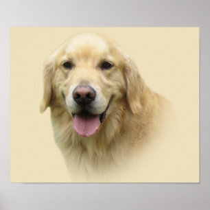 Guld- Retrievertryck Poster