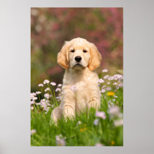 Guld- Retrievervalp en gulliga Goldie Poster