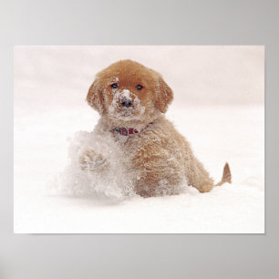 Guld- Retrievervalp i snö Poster