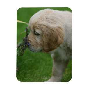 Guld- Retrievervalp Magnet