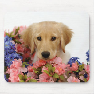 Guld- Retrievervalp och blommor Musmatta