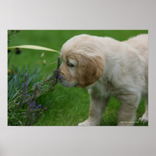 Guld- Retrievervalp Poster