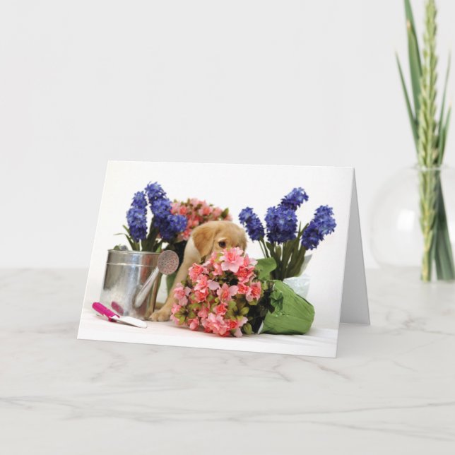 Guld- Retrievervalp som luktar blommorna Kort (Framsida)