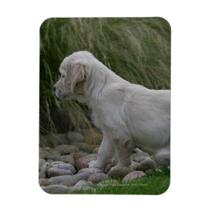 Guld- Retrievervalpanseende Magnet
