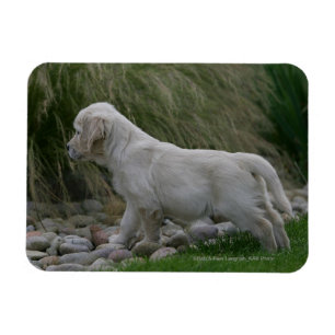Guld- Retrievervalpanseende Magnet