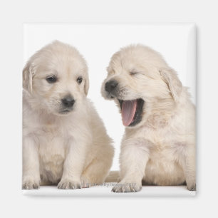 Guld- Retrievervalpar (4 gammala veckor) Magnet