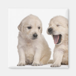 Guld- Retrievervalpar (4 gammala veckor) Magnet