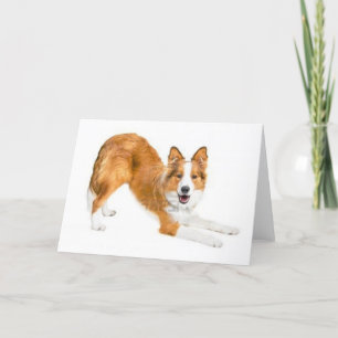 Guld- röd gränsCollie Notecard Kort