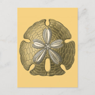 Guld Sand-dollar Vykort
