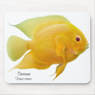 Guld- Severum Cichlid Mousepad Musmatta