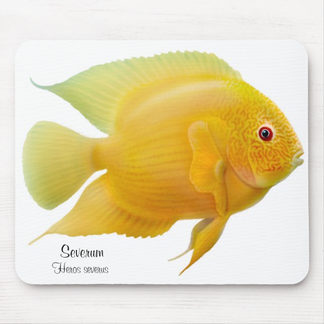 Guld- Severum Cichlid Mousepad Musmatta (Framsidan)