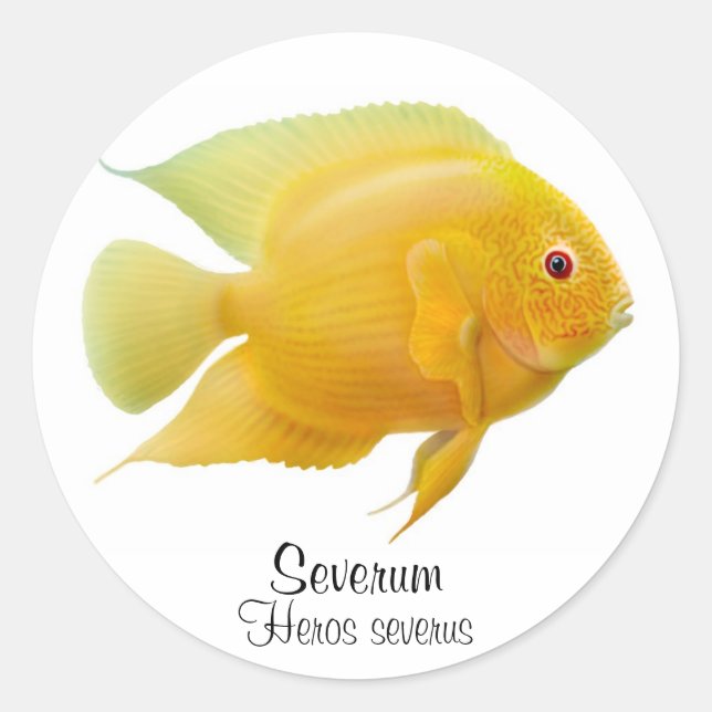 Guld Severum Cichlid Sticker Runt Klistermärke (Framsida)