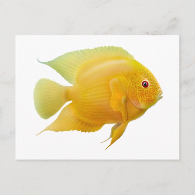 Guld Severum-vykort Vykort (Framsida)