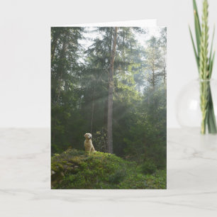 Guld- skogsmark för gräs för Retrieverhund   Kort