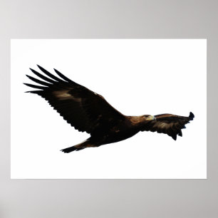 Guld- Soaring för örn Poster
