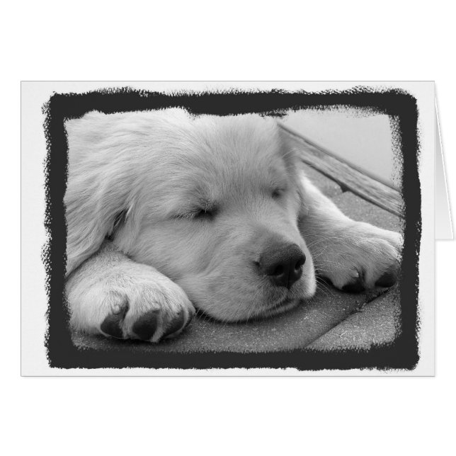 Guld- sova för valp hälsningskort (Framsidan Horizontal)