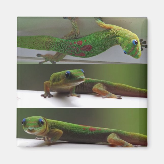 Guld stoft Gecko Magnet (Framsidan)
