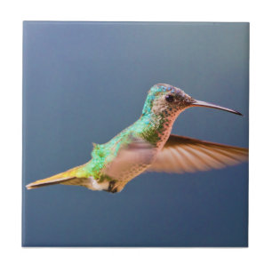 Guld- Tailed safirHummingbird i flyg Kakelplatta