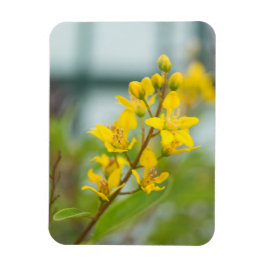 Guld Thryallis Magnet