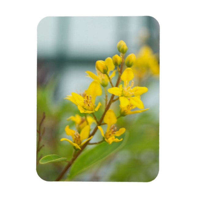 Guld Thryallis Magnet (Vertikal)