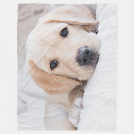 guld- valpLabrador filt