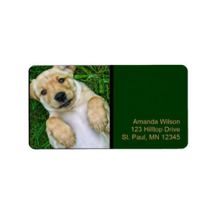 Guldbalett Labrador Valp Adressetiketter