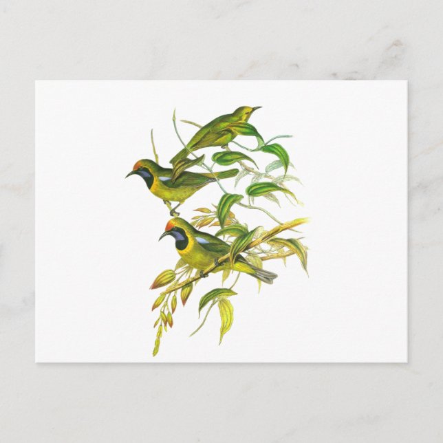 Guldblåfenad fågel vykort (Framsida)