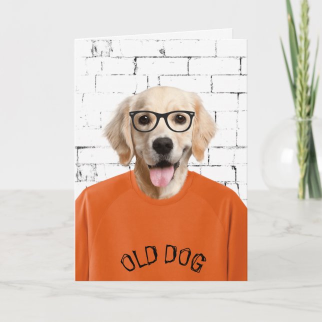 guldblöjor i orange t-shirt kort (Framsida)