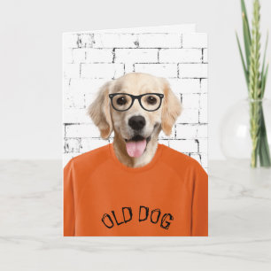 guldblöjor i orange t-shirt kort