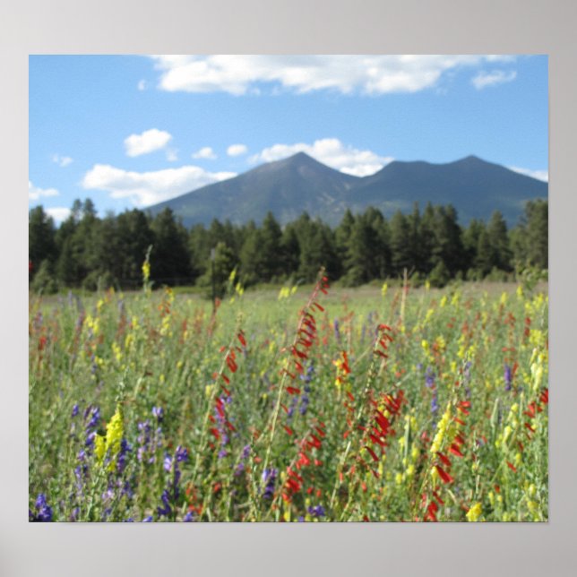 Guldblommor Poster (Framsidan)