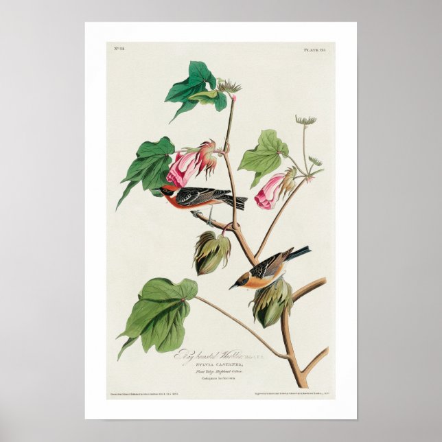 Guldbränd Warbler av Audubon Poster (Framsidan)