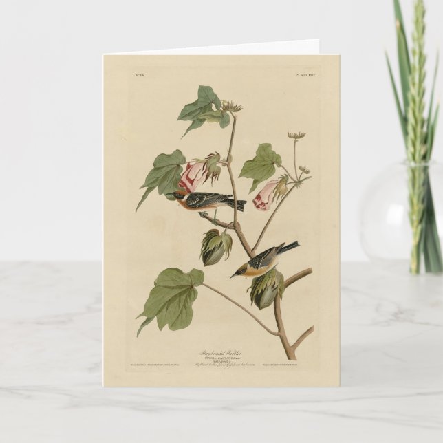 Guldbrastad Warbler - Audubon's Birds of America Kort (Framsida)