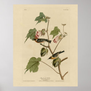 Guldbrastad Warbler - Audubon's Birds of America Poster