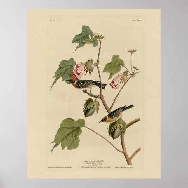 Guldbrastad Warbler - Audubon's Birds of America Poster (Framsidan)