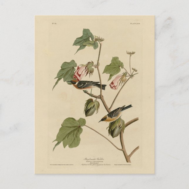 Guldbrastad Warbler - Audubon's Birds of America Vykort (Framsida)
