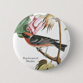 Guldbryggare, Audubon, Wood Warbler, Bird Knapp