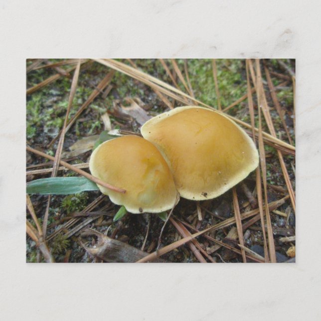Guldcremepar OBX vykort (Framsida)