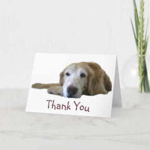 Gulden Retriever - tackkort