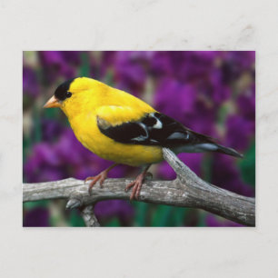 Guldfink (Spinus tristis) Vykort