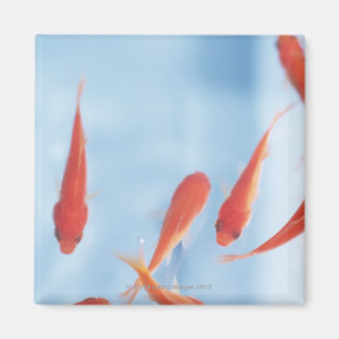 Guldfisk 2 magnet