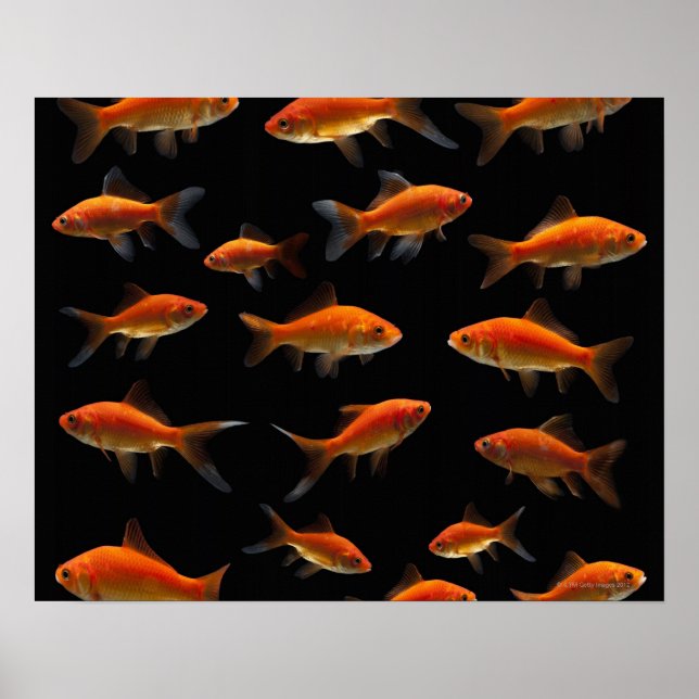 Guldfisk 2 poster (Framsidan)